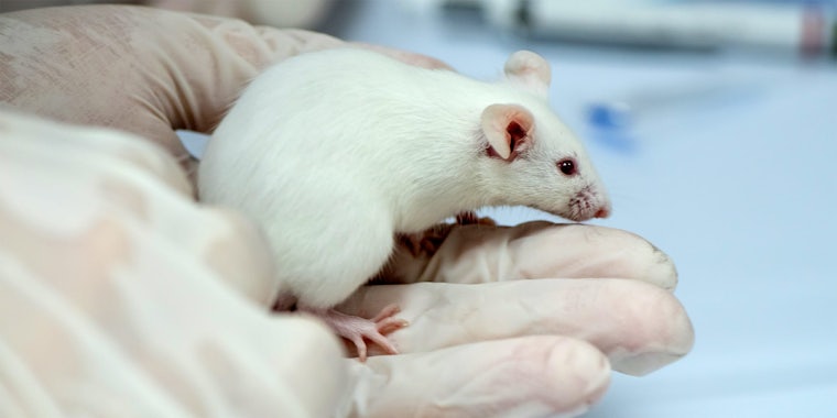 mouse in gloved hand