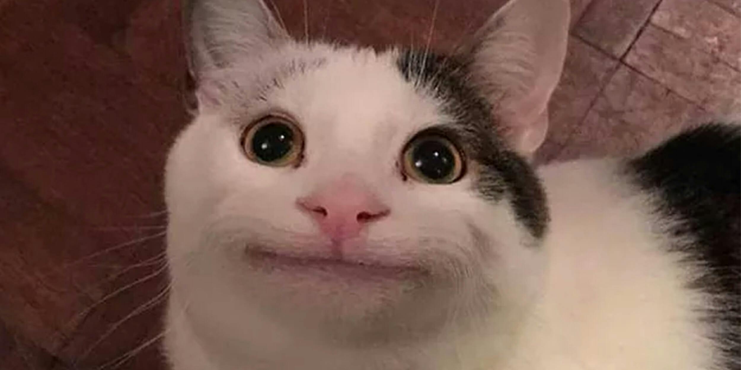 Smiling Beluga Cat Meme Face | Postcard