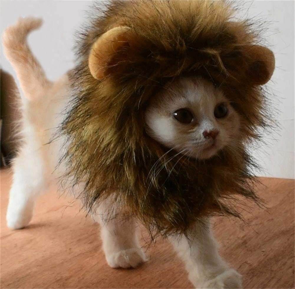 pet costumes cat
