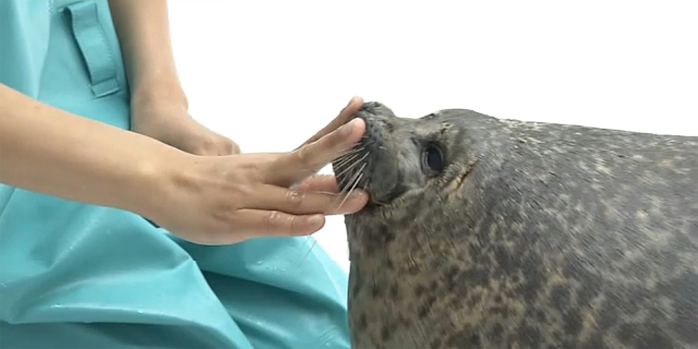 seal smooshes head into neck fat