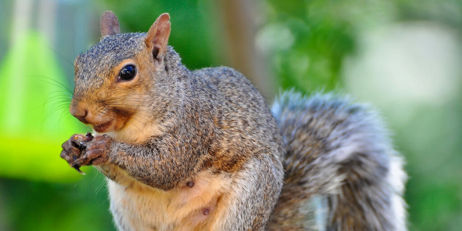 Frontier Flights booted a passenger and her emotional support squirrel.