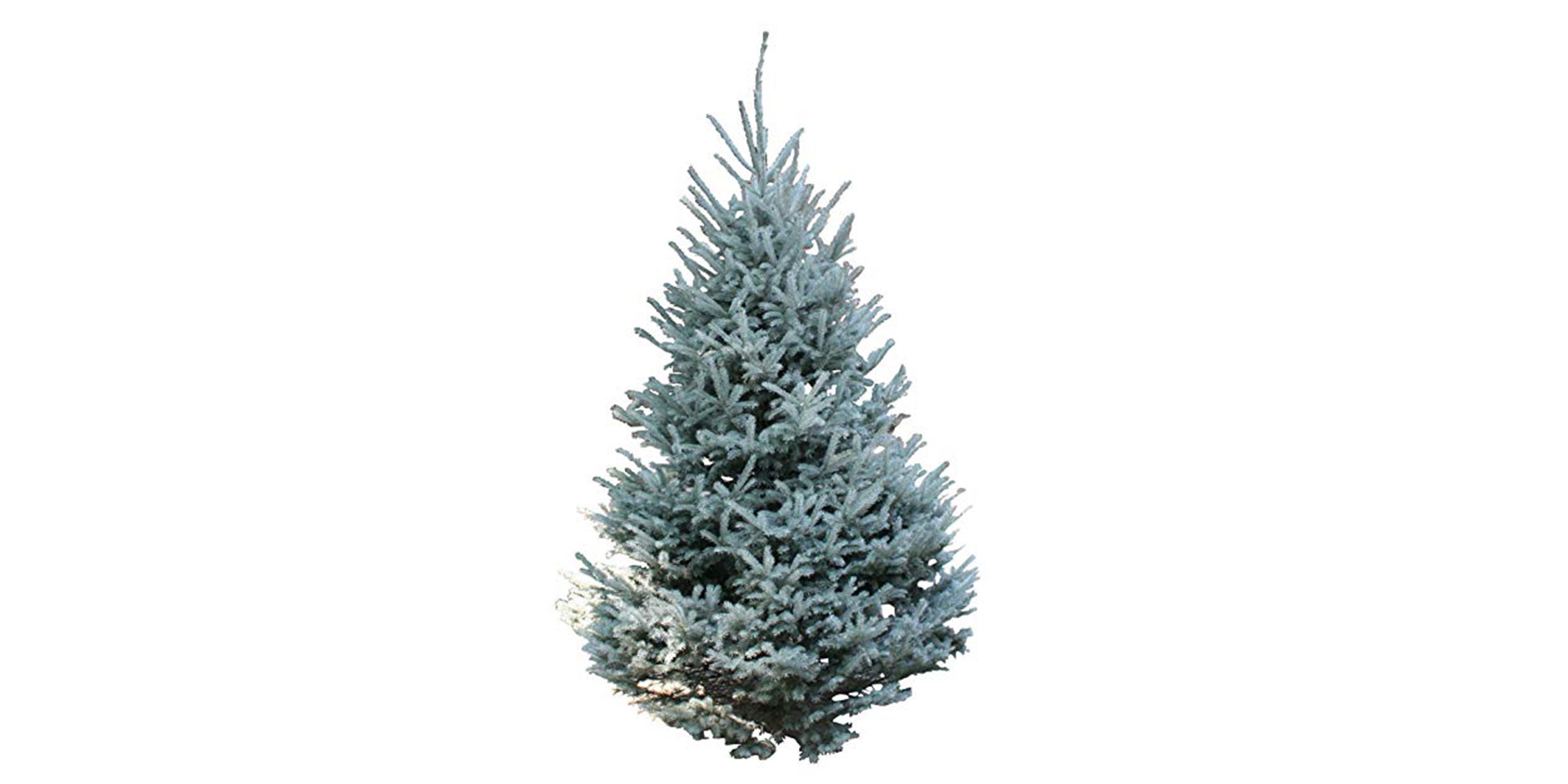 Christmas trees snow tip