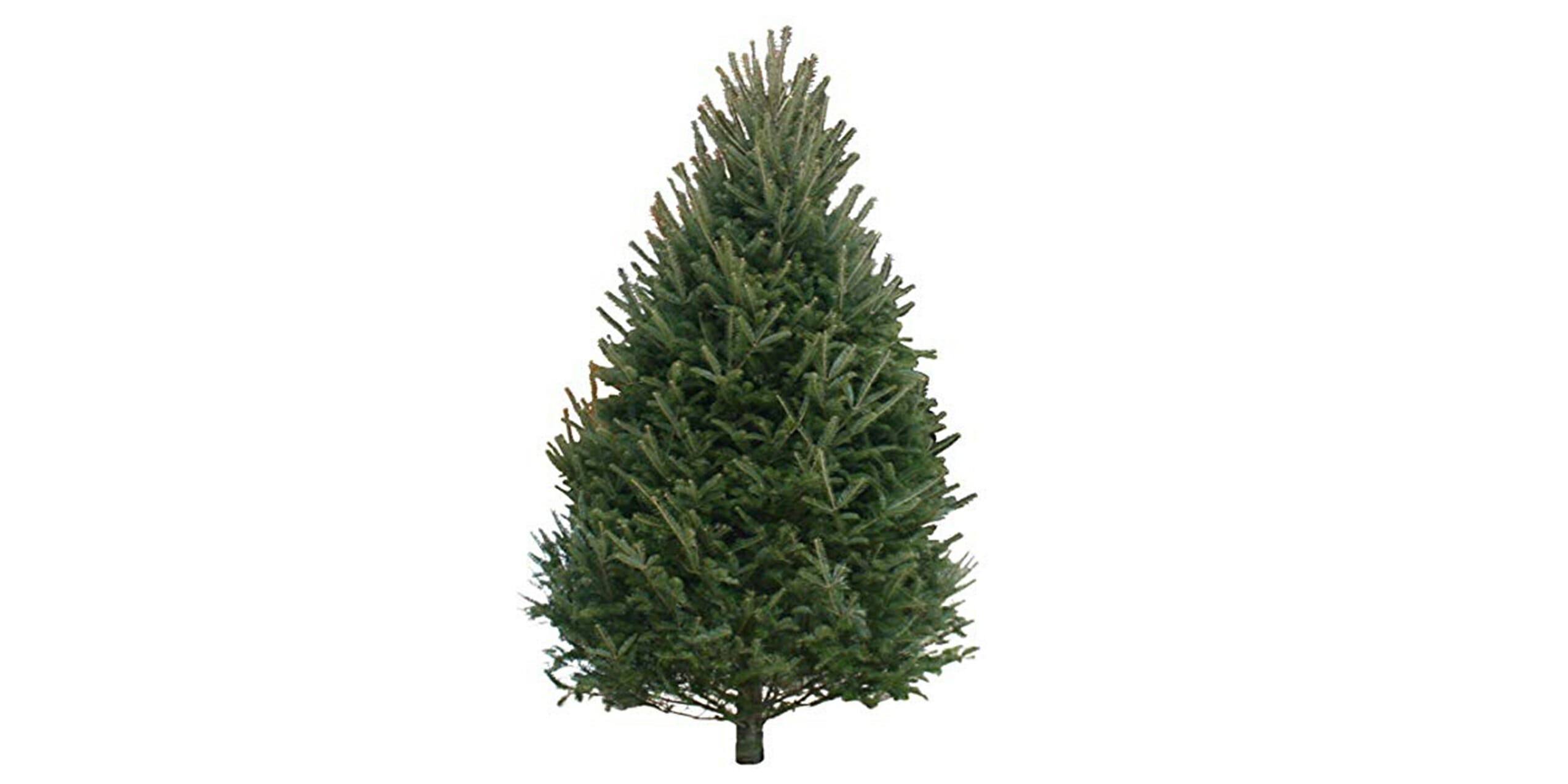 christmas trees