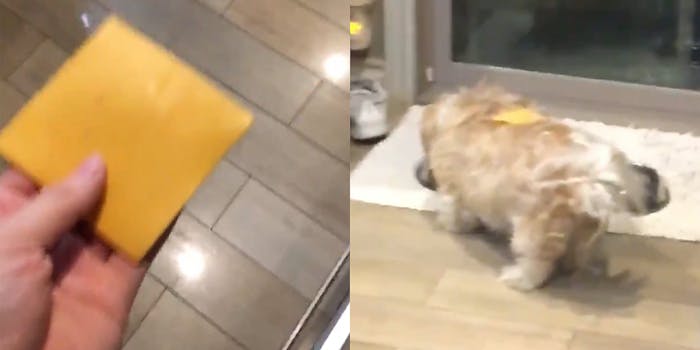 dog cheese