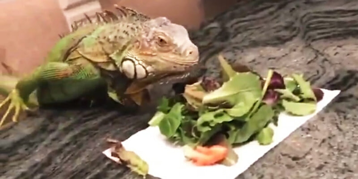 iguana dinner date