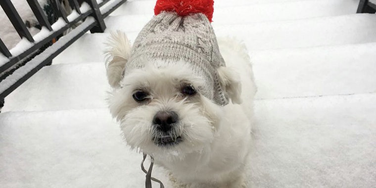 puppy in snow with hat