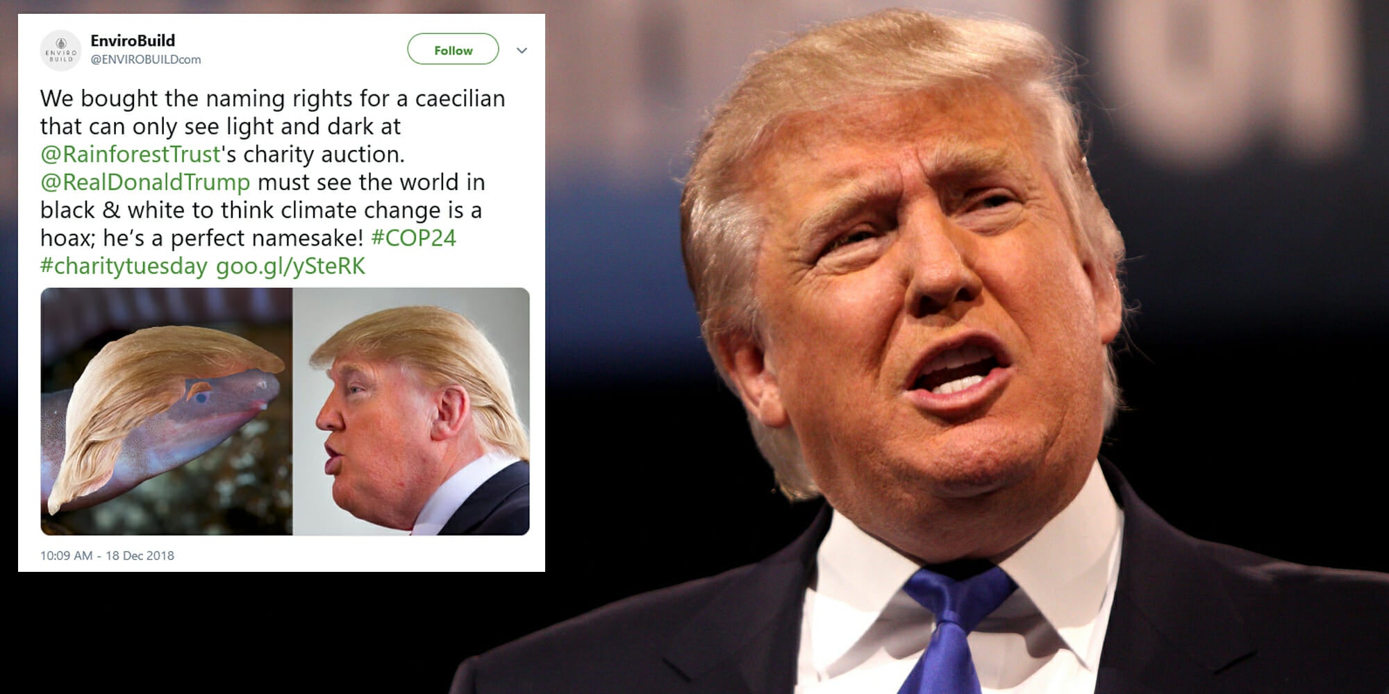 Dermophis donaldtrumpi Trump Amphibian EnviroBuild