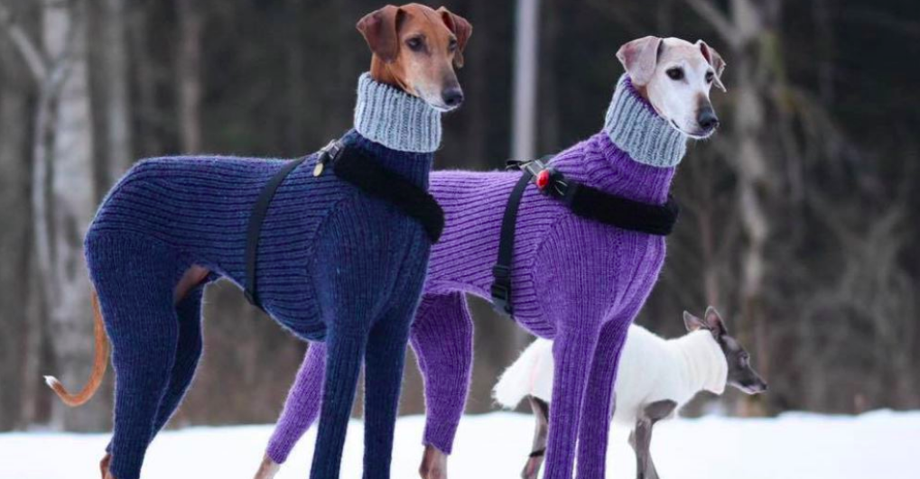 fancy dog sweater meme