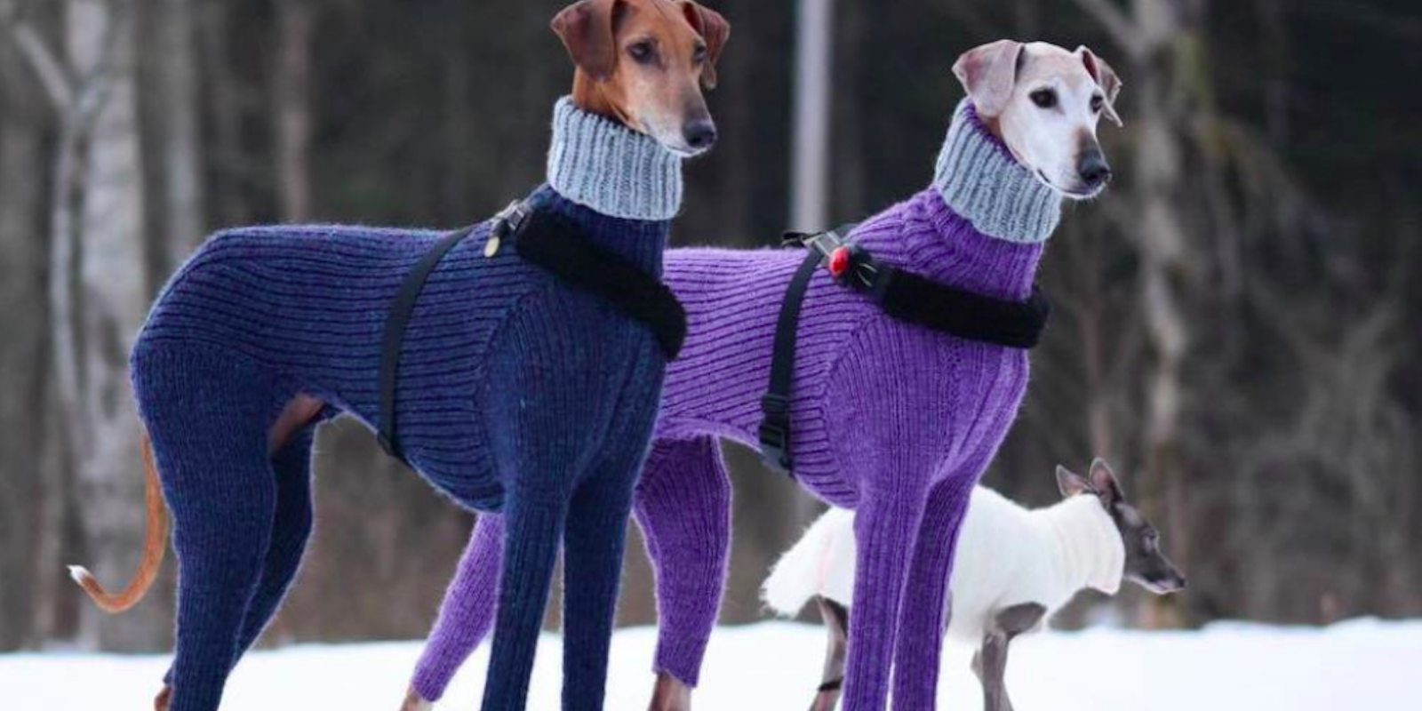 fancy dog sweater meme