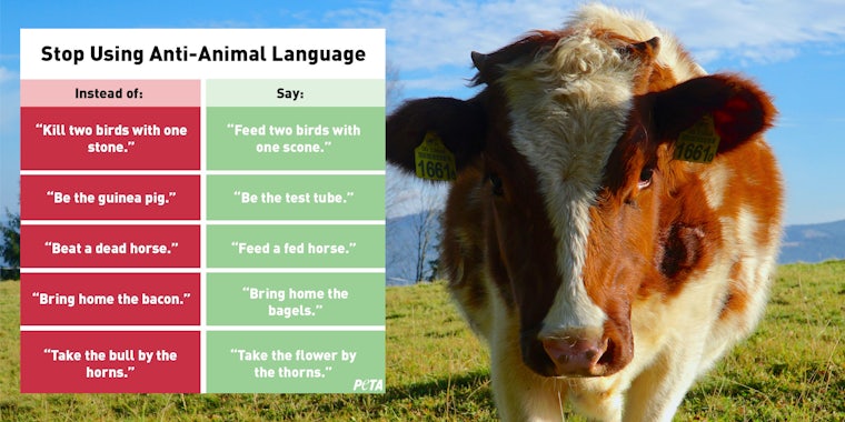 peta anti animal language cow