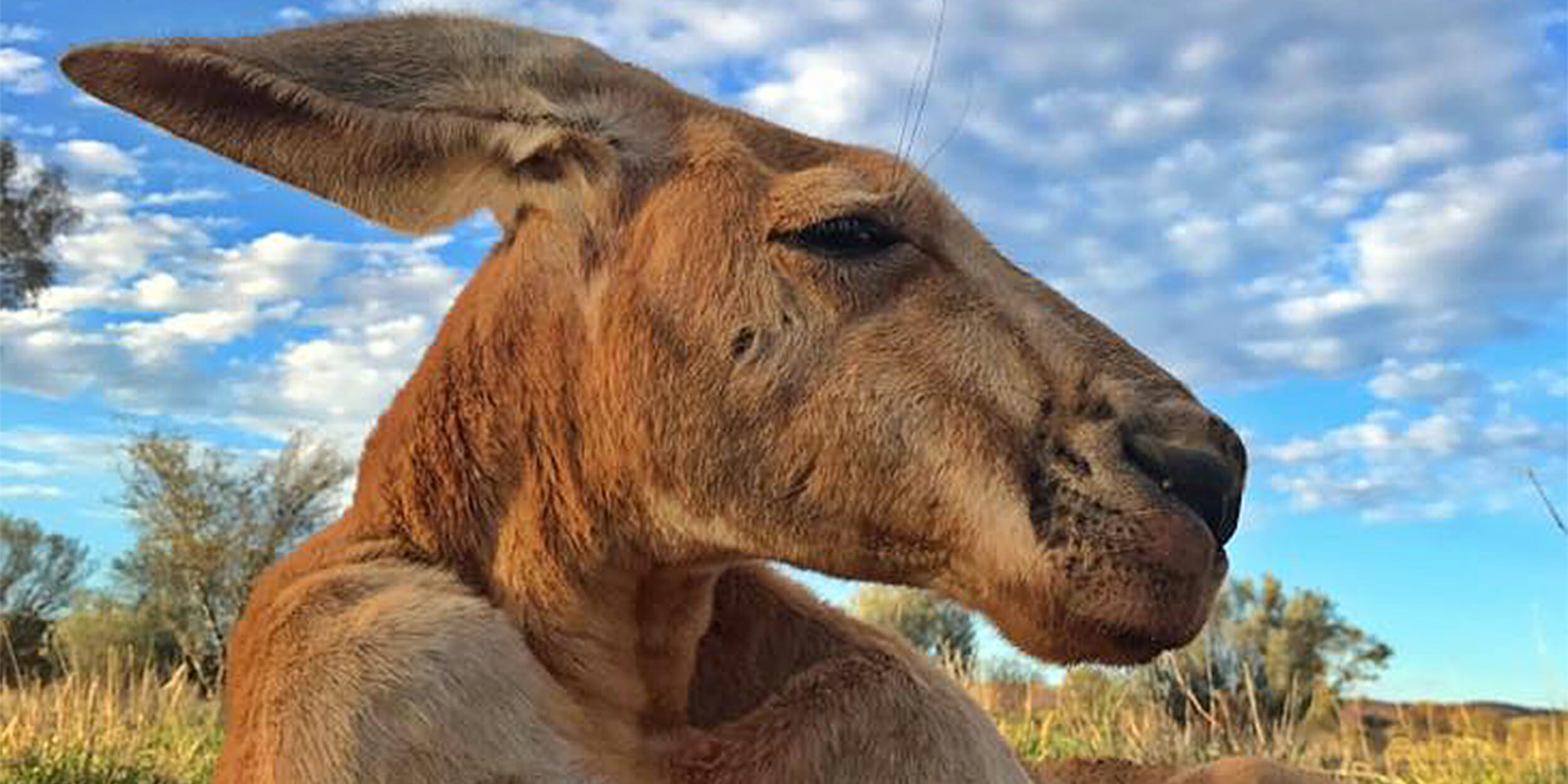 Roger The Buff Kangaroo Has Died At The Age Of 12