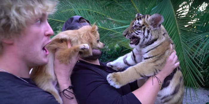 tiger cub logan paul video