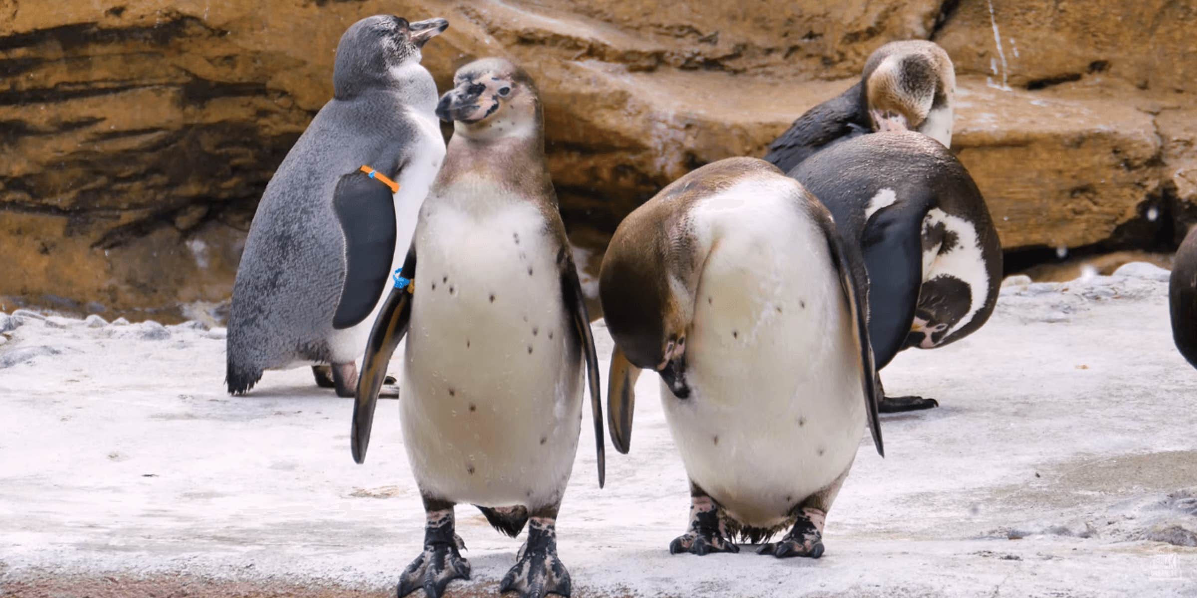 Animal 3 Ways to Watch Animal Online for Free (Feb. '20)