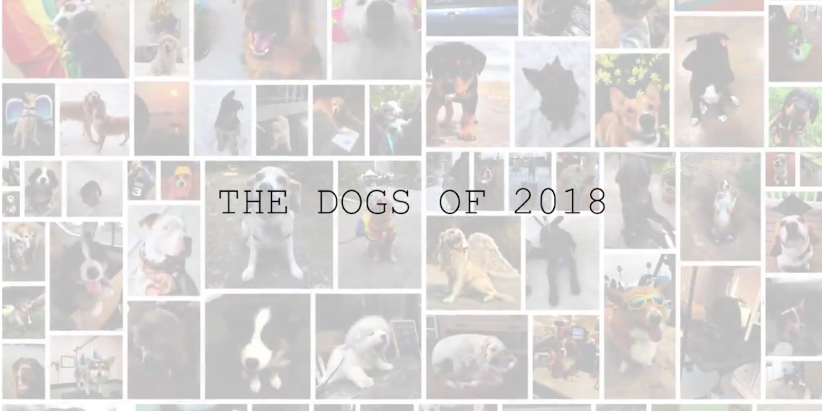 The dogs of 2018