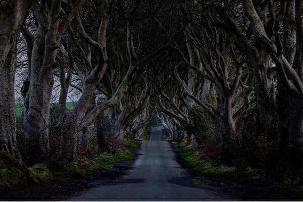 Where is Game of Thrones filmed - Dark Hedges