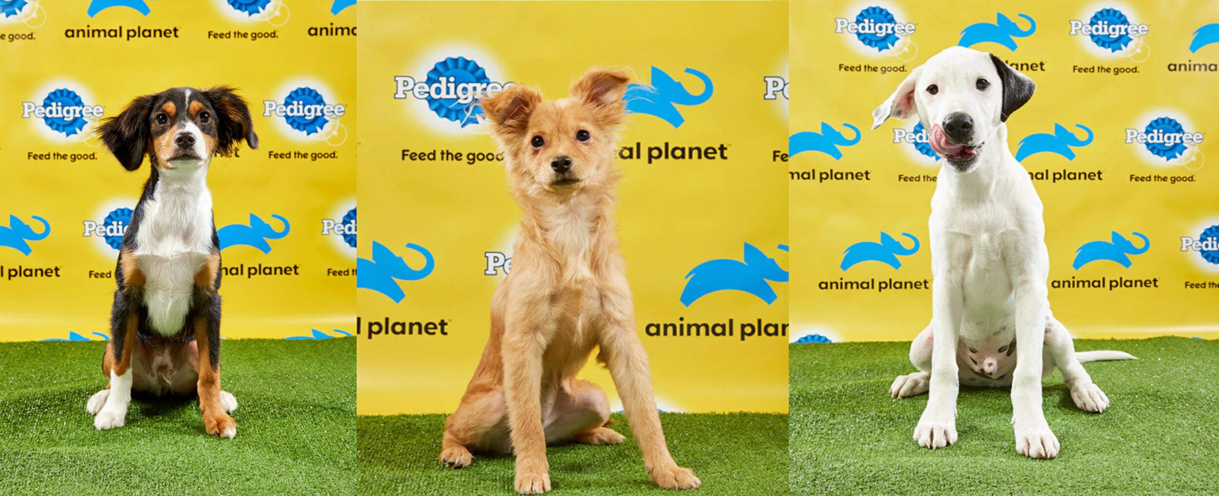 puppy bowl starting line-up