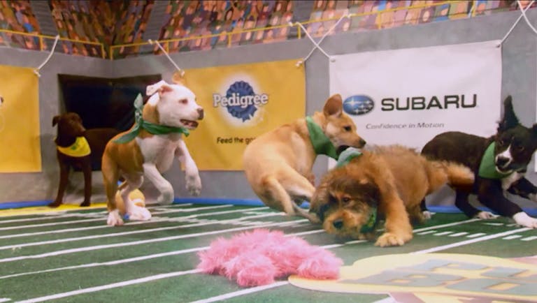 Puppy Bowl 2019 Time, Date, Channel, & How to Watch for Free