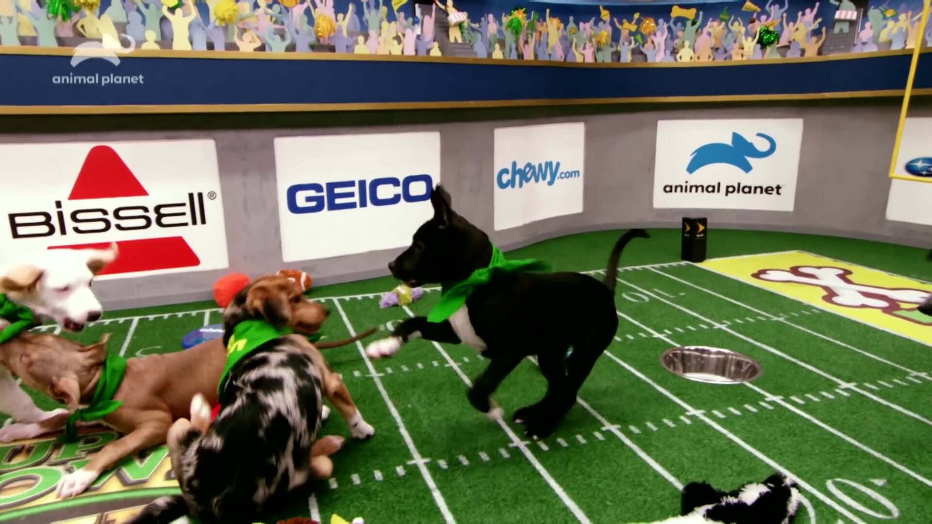 watch puppy bowl online free on amazon