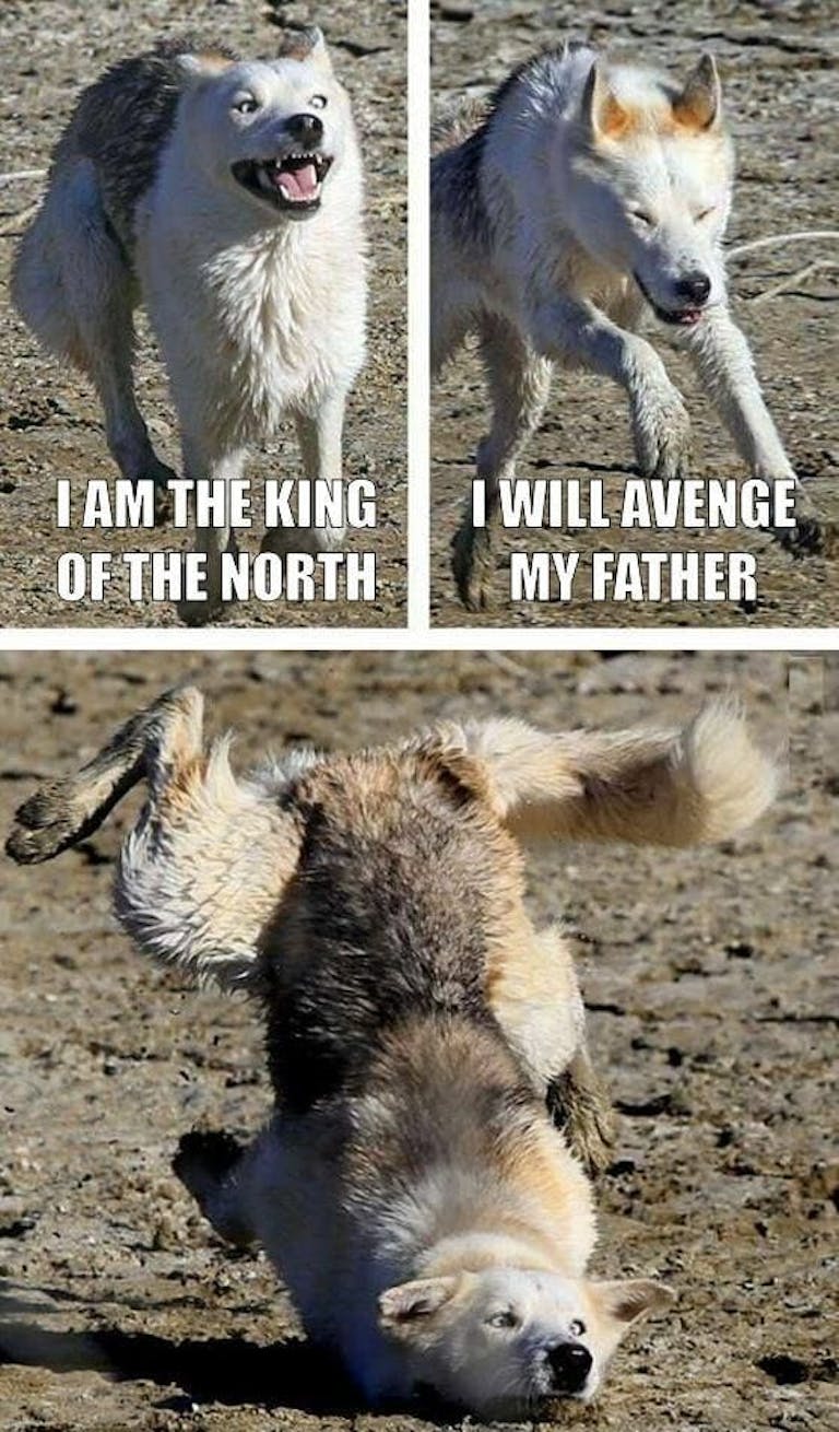 The king of the north wolf