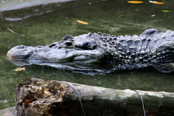 Goth Crocs: Twitter is Loving and Hating These Black Shoes