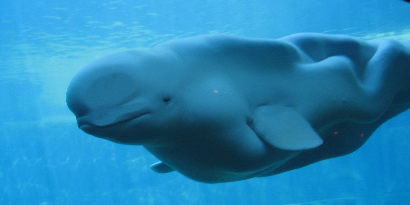 Russia Spy Whale Beluga Whale
