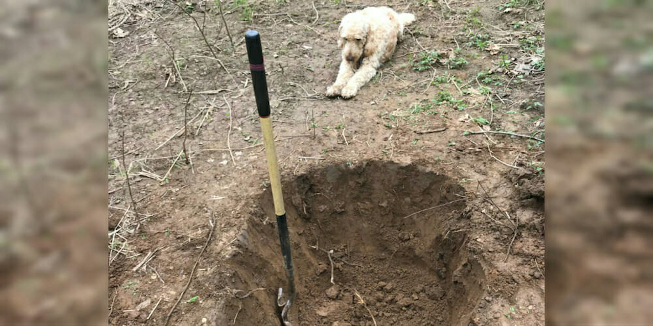 dog watch grave