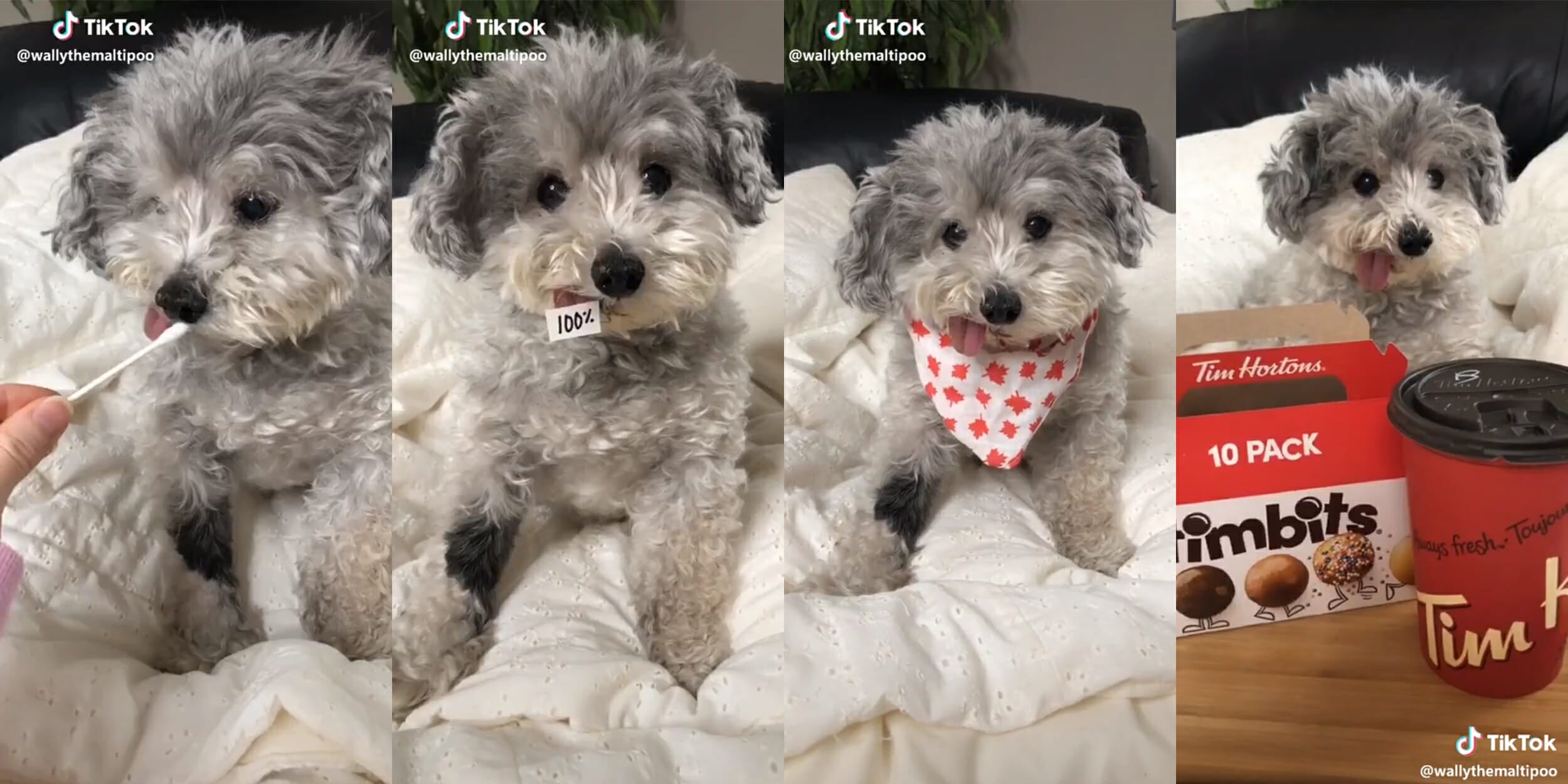 The Results of the TikTok DNA Test Are 100 Percent Wild