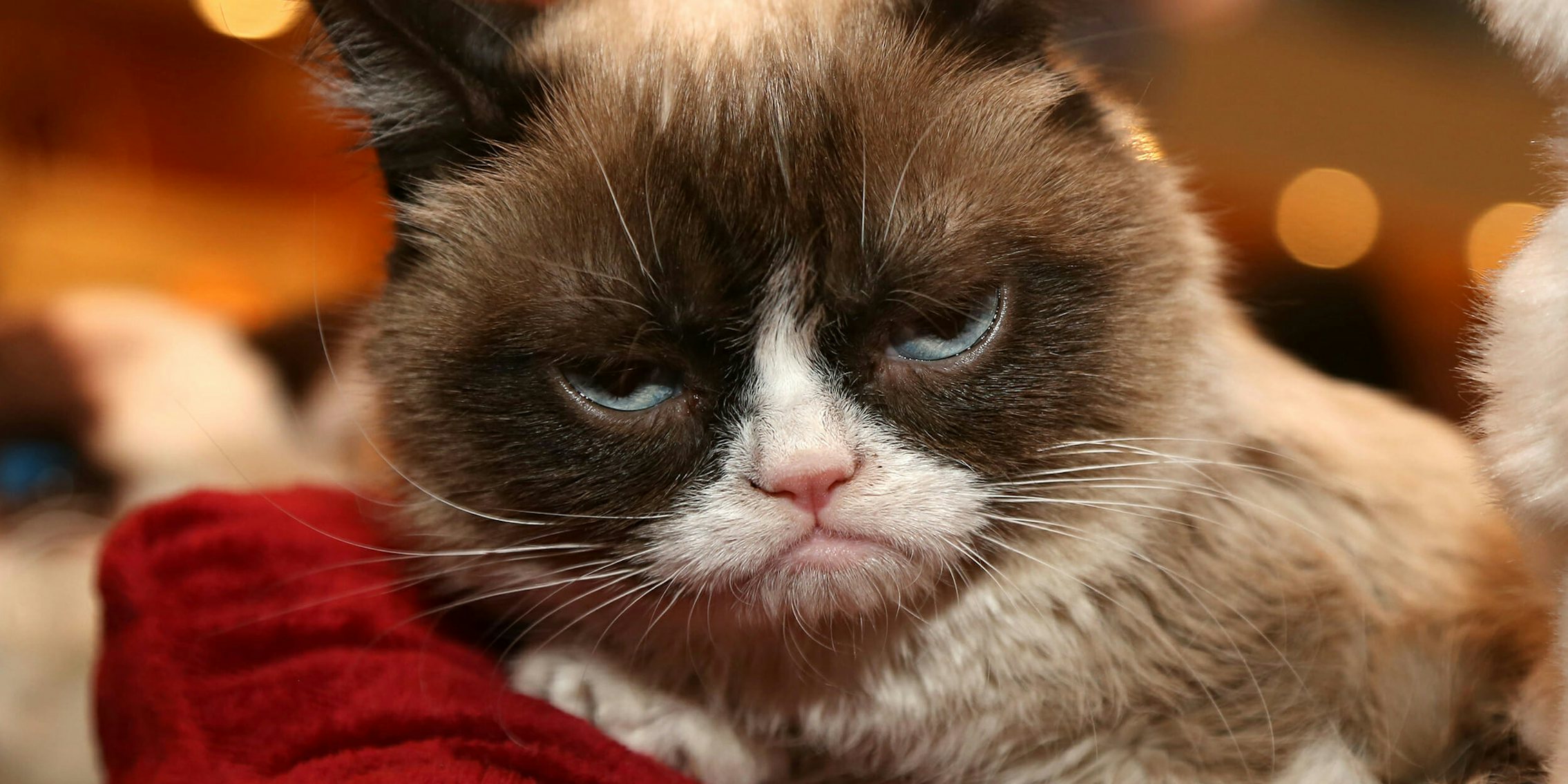 grumpy cat good night meme