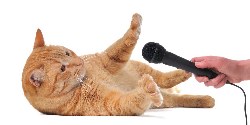 Cats Meowing Into Microphones Is The Best New Meme