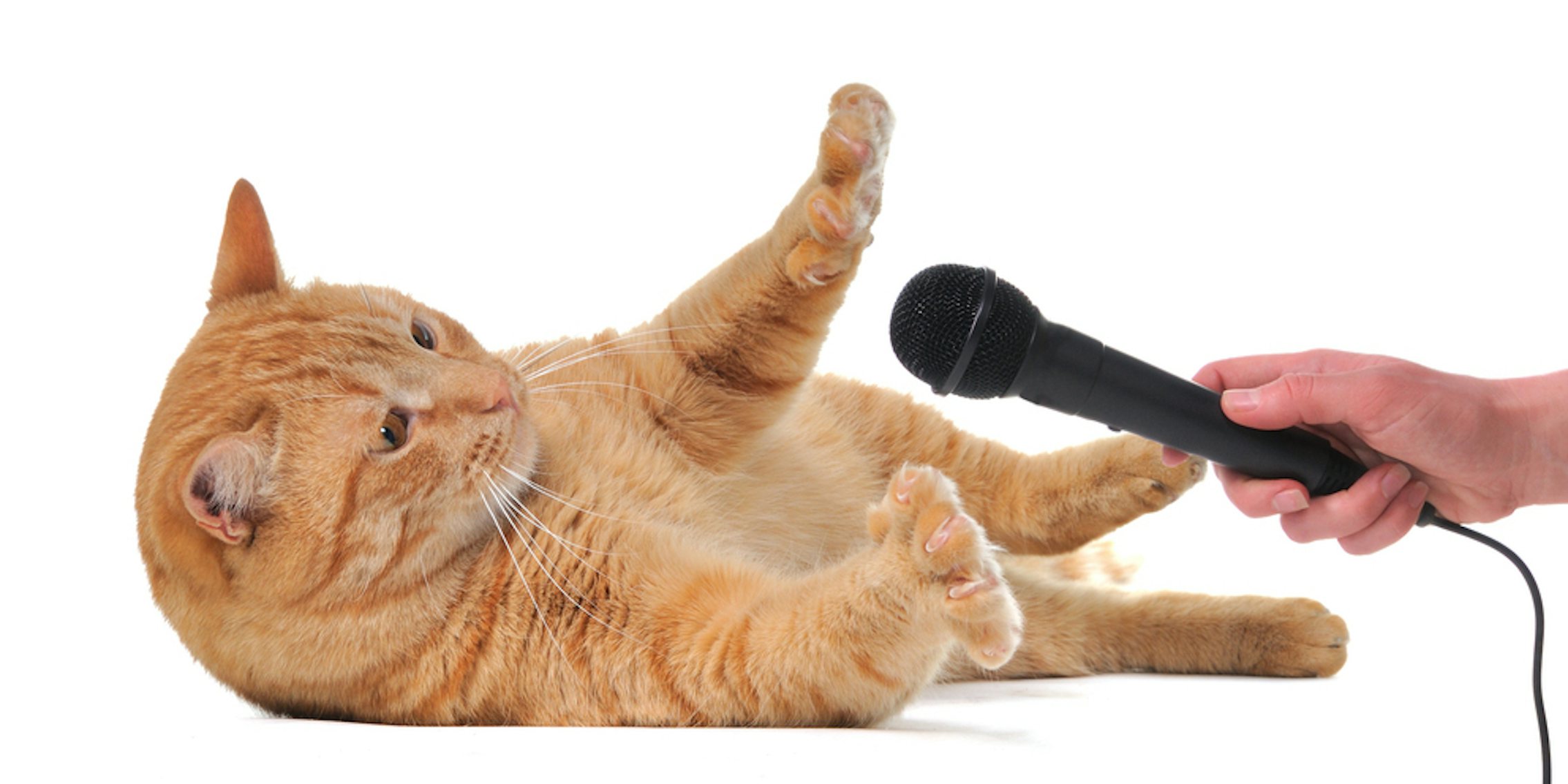 cat microphone