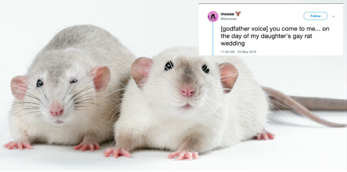 gay-rat-wedding-memes-invade-twitter-following-arthur-headline