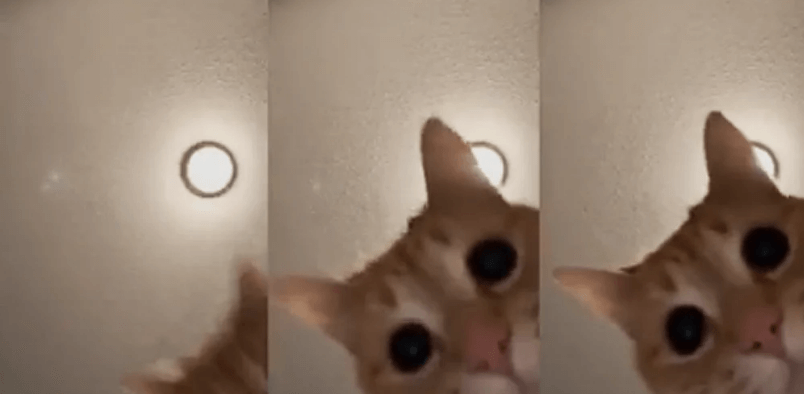 The Best TikTok Memes 16 Funny Memes And Challenges Best Tiktok Memes 4