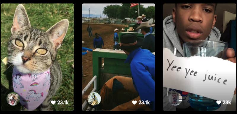 The Best TikTok Memes: 16 Funny Memes and Challenges