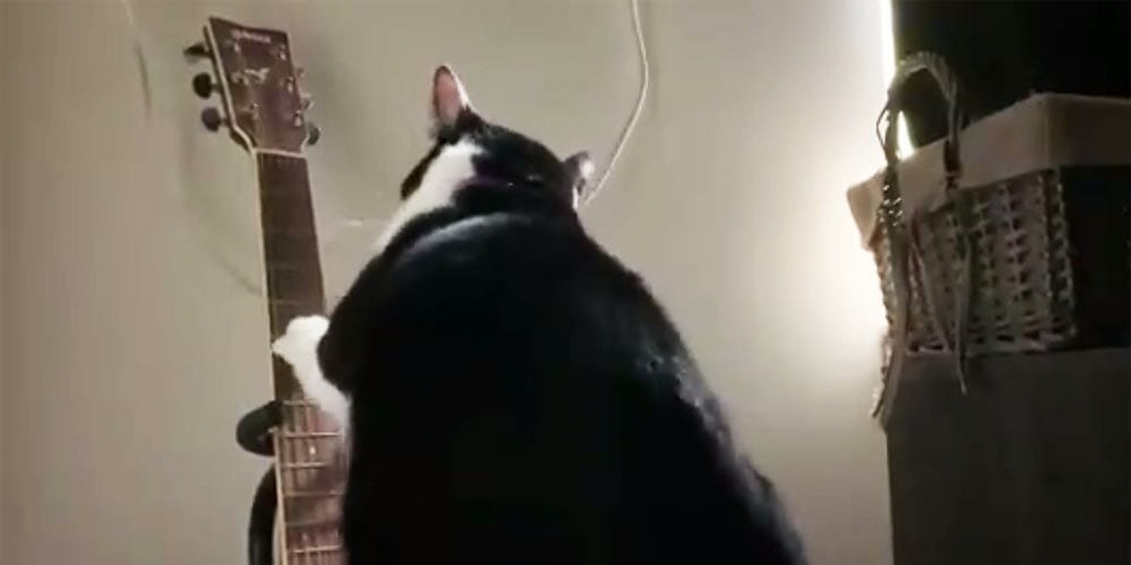 guitar playing cat