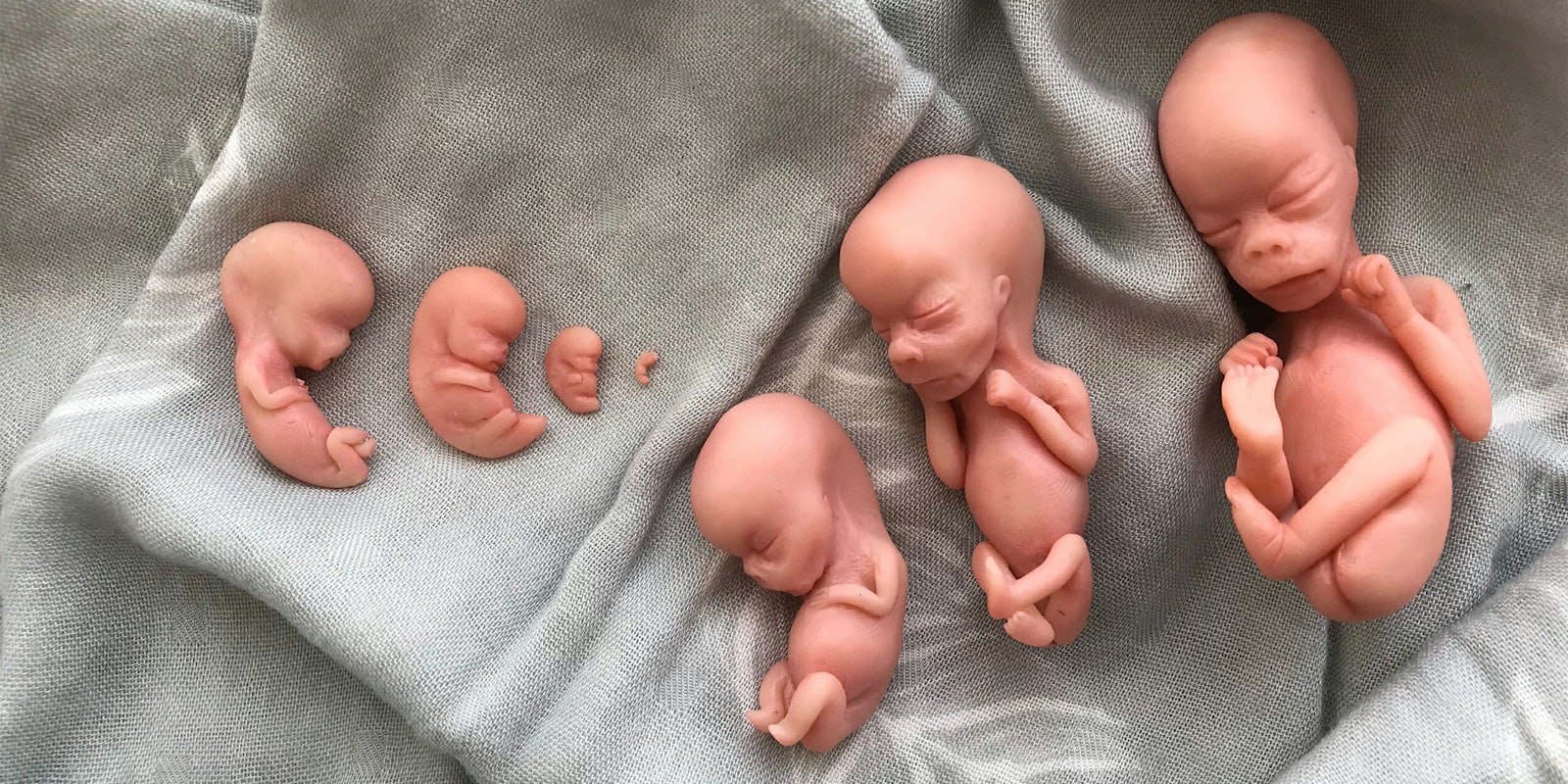 fetal training dolls