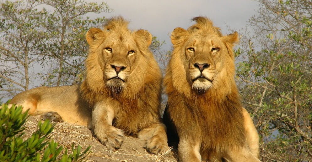 noah's ark lions