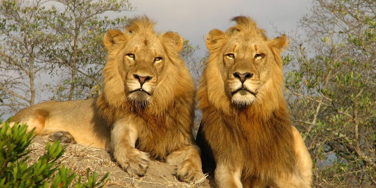 noah's ark lions