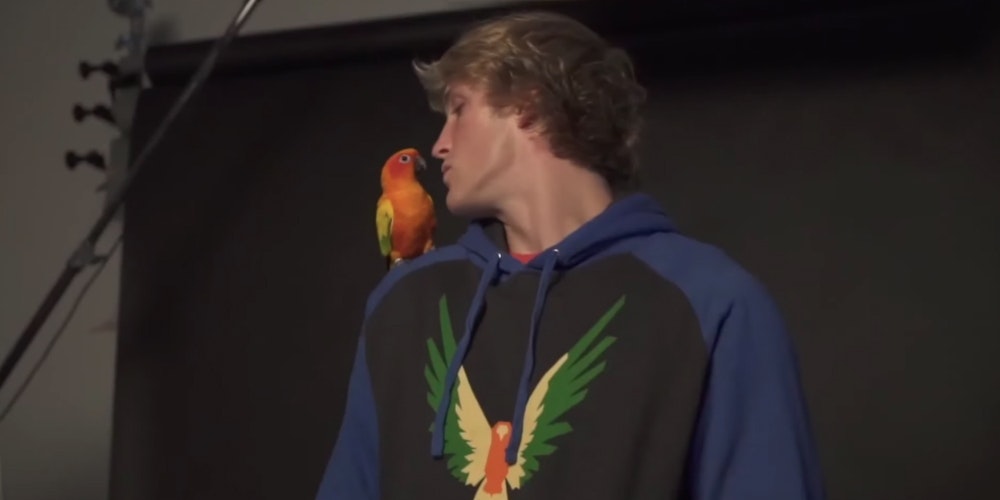 Å! 26+  Lister over Logan Paul Maverick! Maverick, logan paul's bird, belongs to the sun conure species of parrot, and it comes in very bright colors of orange, red, yellow and green.