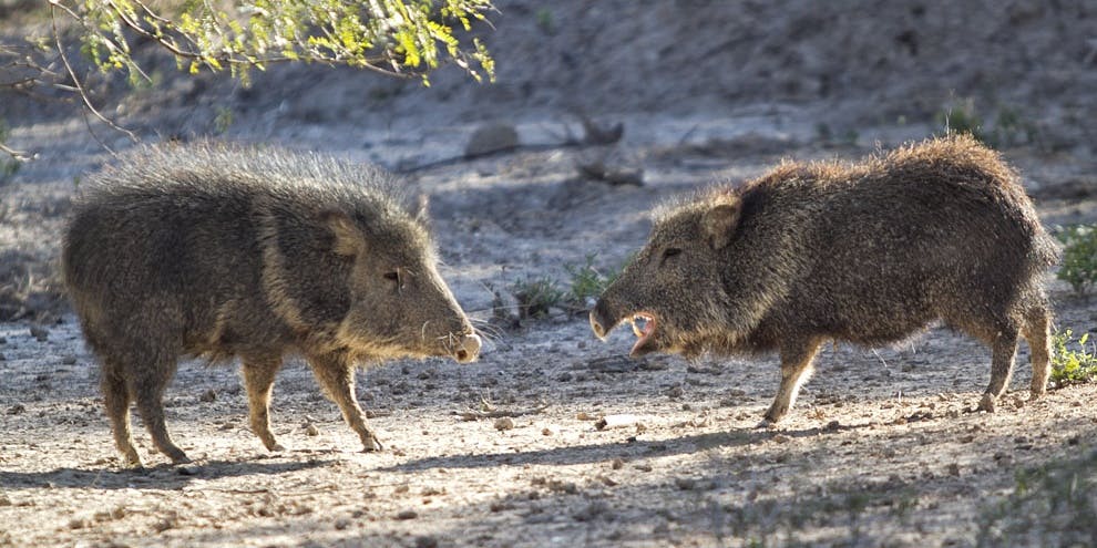 Libertarian Spawns Feral Hog Meme as Twitter Debates Gun Control