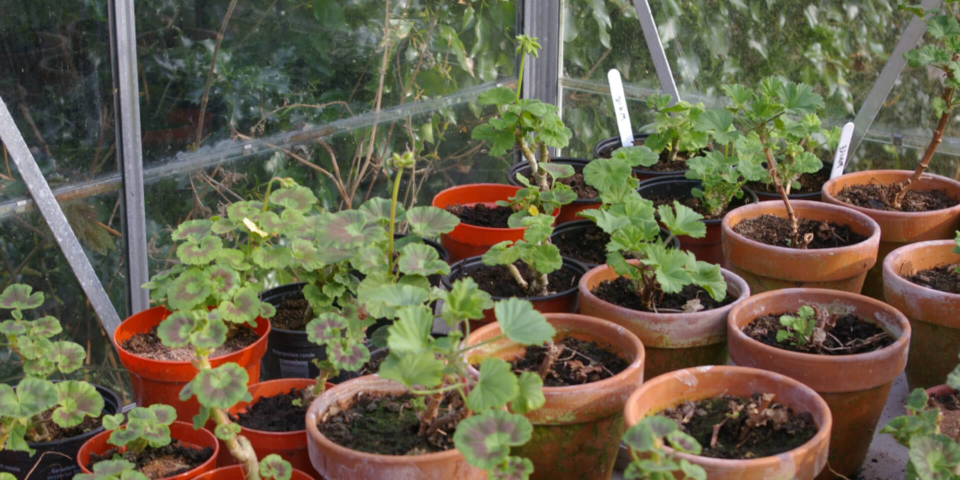 Keep Your Houseplants Alive and Thriving With These Apps and Gadgets