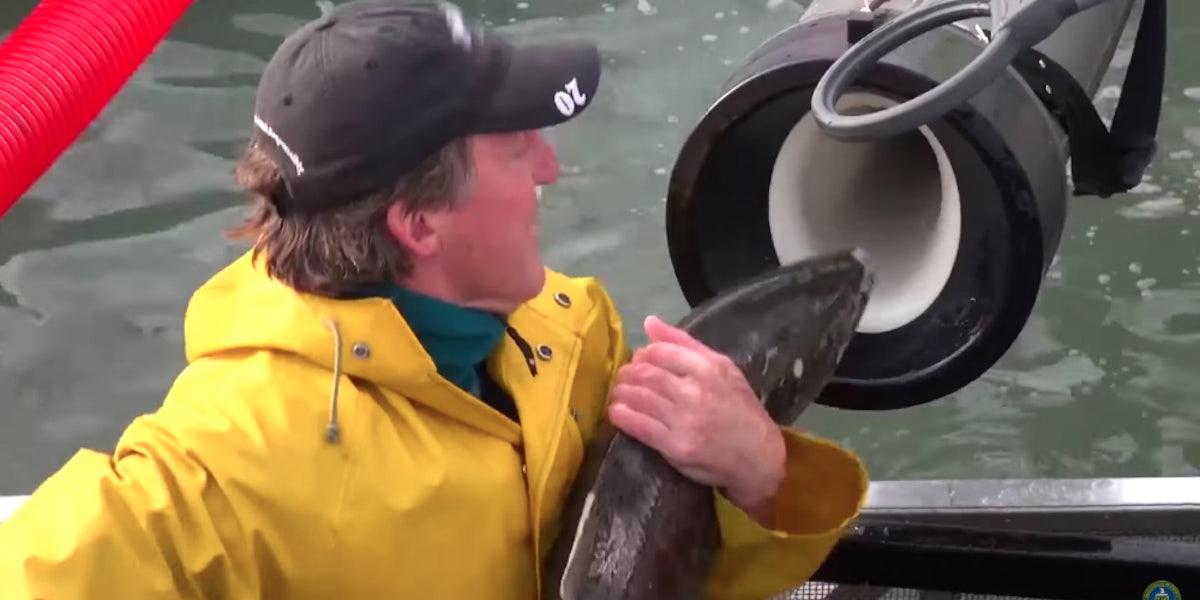 Fish Tube Memes: People Are Obsessed With This Salmon Cannon