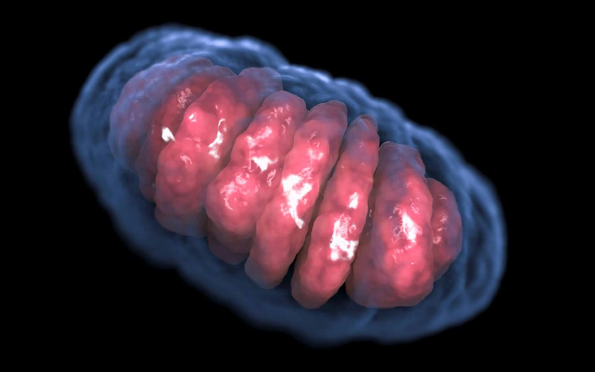 Midi-Chlorians: What Are These Microbes Behind The Force?