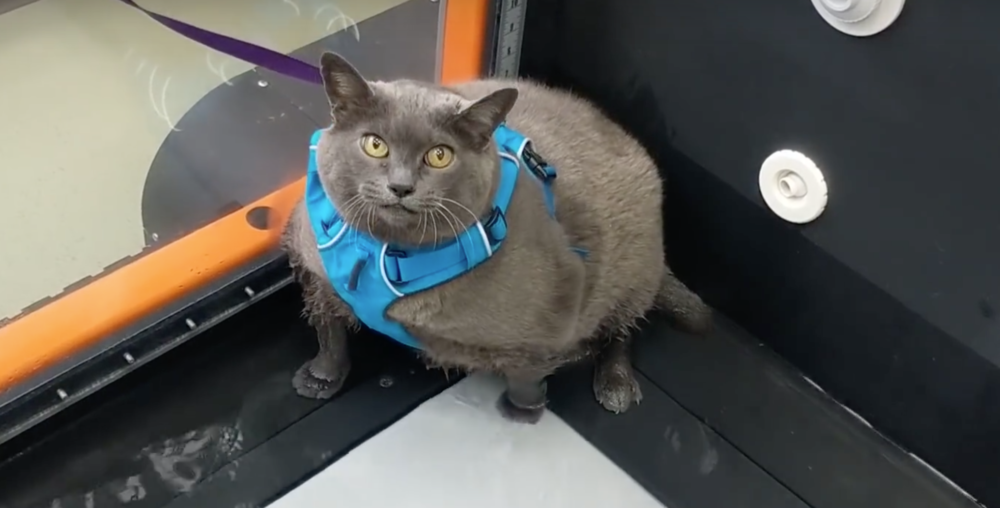 Cinderblock the Morbidly Obese Cat Refuses to Use Treadmill Properly