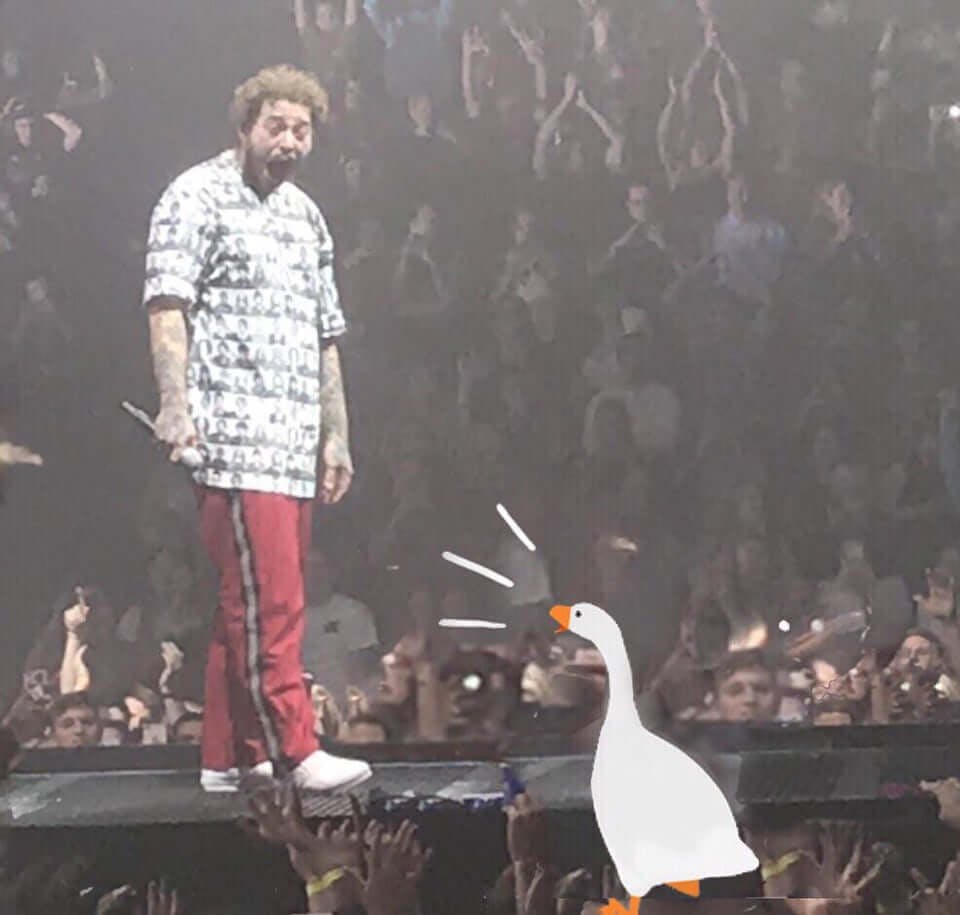 Honk Malone, a combination of the goose with Post Malone.