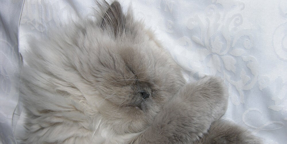 Cat On Glucose Drip After Mating With 5 Cats Over 1 Evening