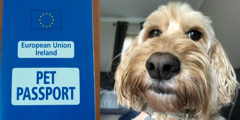 'Dogs Against Brexit' Highlights the impact Brexit Will Have on Pets