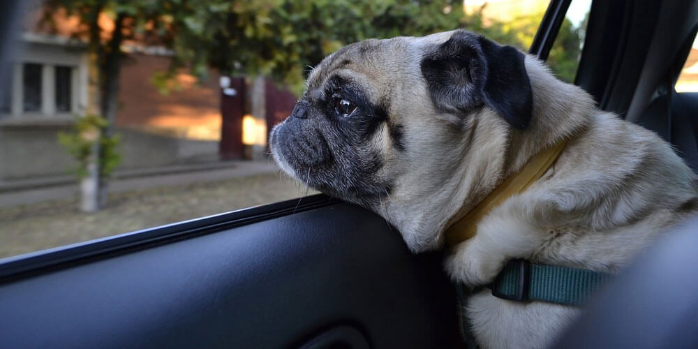 Uber Pet Feature To Let Riders Bring Pets Along For A Few Extra Bucks