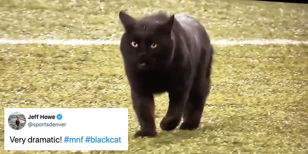 Black Cat Becomes Star Of Monday Night Football