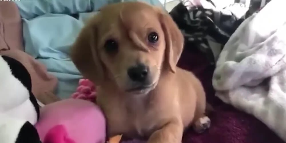 Internet Scammers Taking Advantage of Narwhal the Rescue Puppy