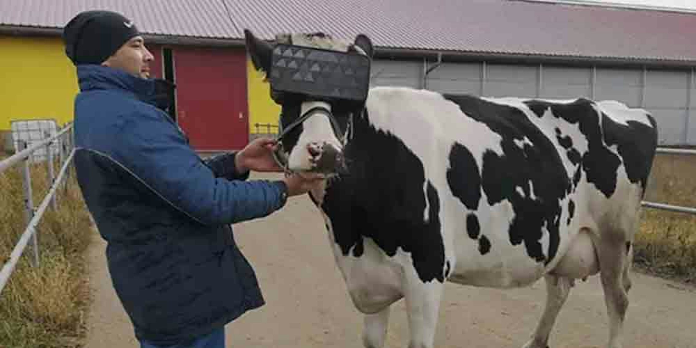 russian-cows-virtual-reality-headsets